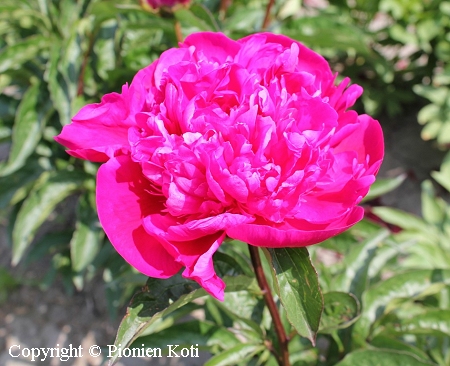 Paeonia lactiflora 'Big Ben', kiinanpioni